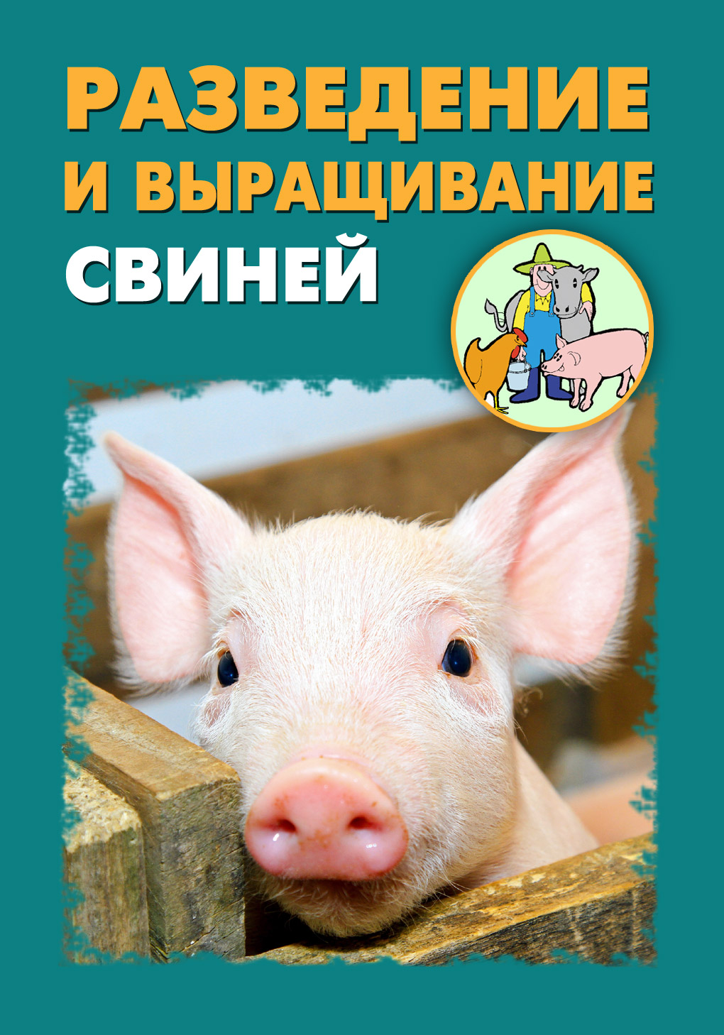Разведение и выращивание свиней