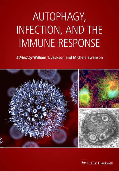 Группа авторов - Autophagy, Infection, and the Immune Response