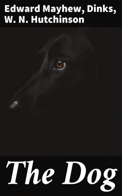 

The Dog