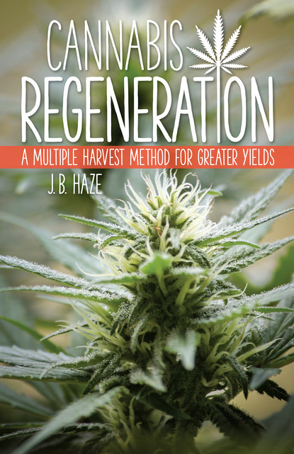 J.B.  Haze - Cannabis Regeneration