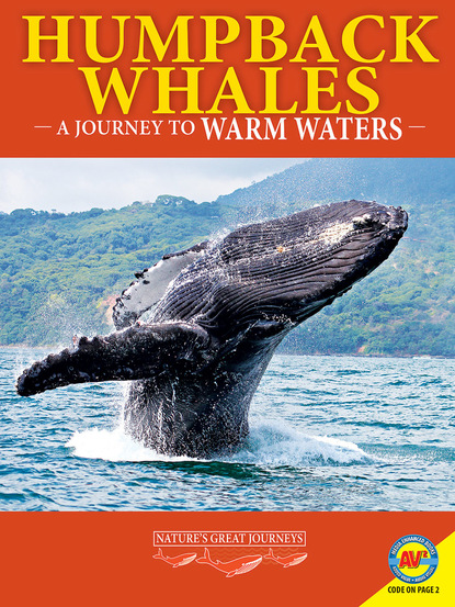 

Humpback Whales: A Journey to Warm Waters