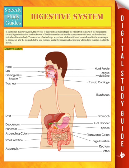 

Digestive System Speedy Study Guides