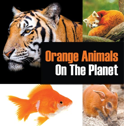 Baby Professor - Orange Animals On The Planet