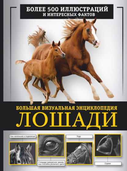Донская и буденновская порода лошадей в спорте: исследование за 2019 год