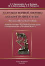 Anatomy of Bone System. The manual for medical students \/ Анатомия костной системы. Учебное пособие для медицинских вузов (специальность «Лечебное дело»)