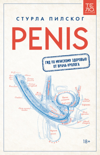 a pénisz peremén